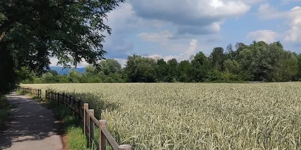 campi grano nibionno